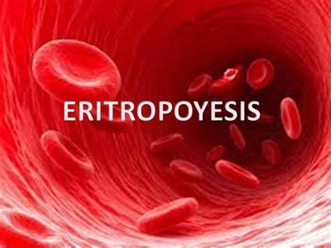 Fisiologia De La Eritropoyesis Sintesis De Los Globulos Rojos