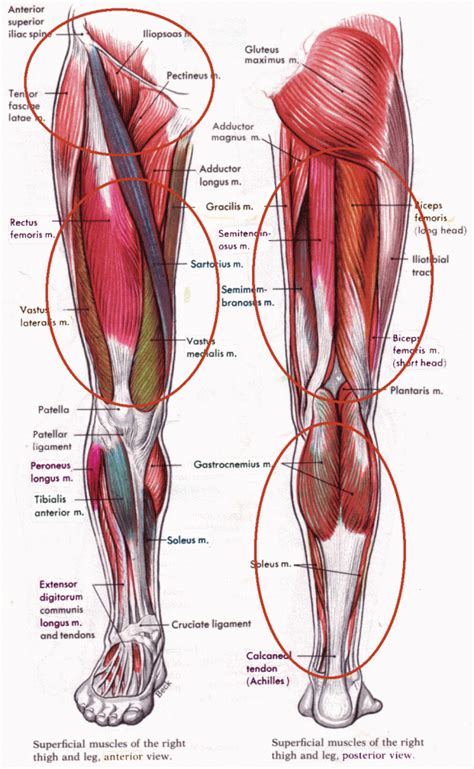 performance training for muscles leg muscles leg muscles anatomy leg muscles diagram human