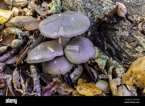 Wild Mushrooms After Rain Stock Photo Alamy