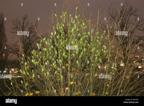 Sleeping Ring Necked Parakeets Hi Res Stock Photography And Images Alamy