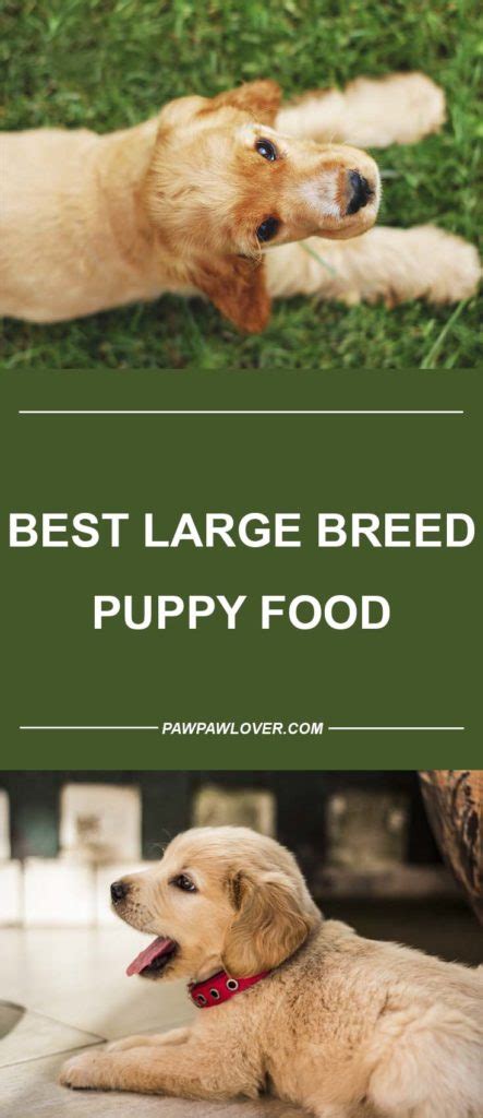 Or more as an adult). Best Large Breed Puppy Food 2019 Grain Free - Top #5 Review