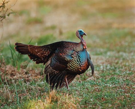 osceola wild turkey meleagris gallopavo osceola life history and more