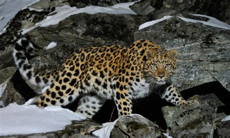 Wild Female Amur Leopard Homepage Hero Ww1114719 Photos Wwf