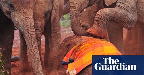 Rescuing Orphaned Baby Elephants In Kenya In Pictures Environment