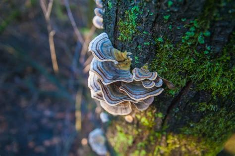 Turkey tail mushrooms are quite popular because they have a lot of health benefits. Benefits of Turkey Tail mushroom