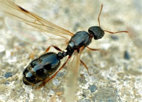 Flying Ants Are Taking Over Pest Control Jupiter Termite Control