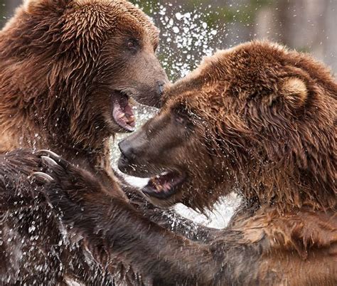 A Grizzly Fight Not All Peaches And Cream Out In The Wild