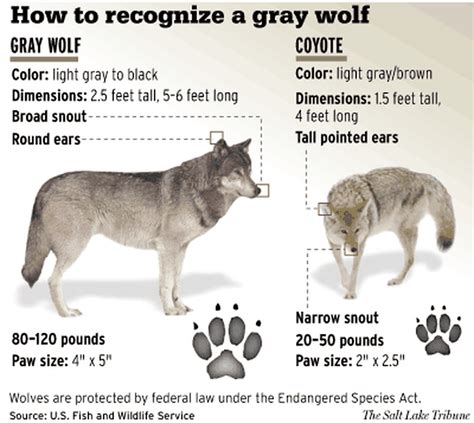 How Do You Tell The Difference Between A Wolf And A Dog