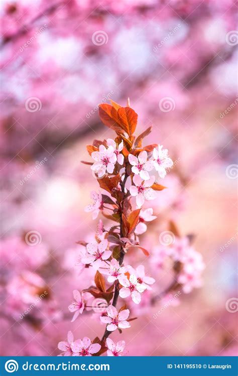 Blossoming Pink Flower Background Natural Wallpaper Japanese Cherry