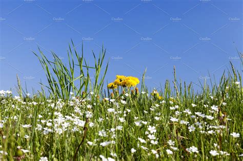 Wild Flowers In May Nature Stock Photos ~ Creative Market