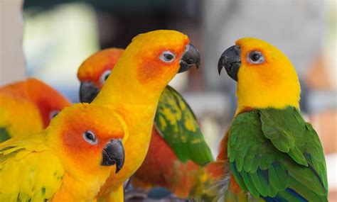 10 Friendly Bird Species Make Fantastic Pets Ebirdseed