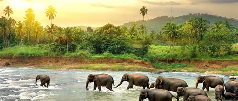 Exotic Sri Lanka Getaway Vacation 8 Days Tour Packages From Australia
