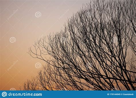 Silhouettes Of Leafless Branches With Sunset Sky Stock Image Image Of