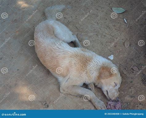 Weißer Und Brauner Streunender Hund Der Auf Dem Sand Liegt Stockfoto