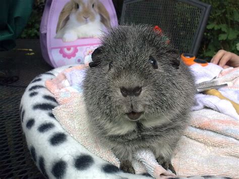 The Guinea Pig Daily Greg