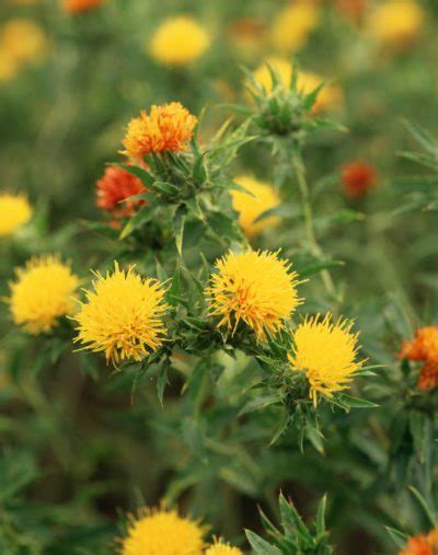 Safflower Care Guide Learn About Growing Requirements For