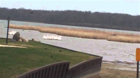 Large White Birds On Clear Lake In Iowa March 19 2012 Youtube