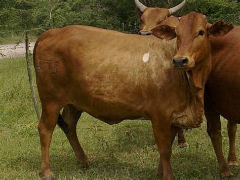 Kenya Boran Cattle A Kenyan Boran Cattle In Kapiti Ranch T Flickr