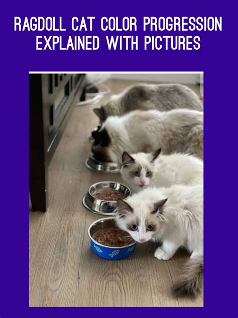 Ragdoll Cat Color Progression Explained With Pictures Ragdoll Cat