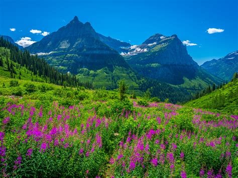 Glacier National Park Wildflowers Lupine Superbloom Fuji G Flickr