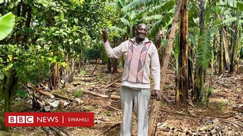 Jinsi Wakazi Wa Mlima Elgon Walivyobadili Kilimo Chao Kutokana Na Mabadiliko Ya Tabia Nchi Bbc