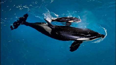 Meet The Last Killer Whale To Be Born In Captivity At Seaworld Abc13