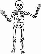 Esqueleto Squelette Esqueletos Colorier Cef Yvelines Catholique Complexe Coloriages Skeletons Apprendredessin Choisir Pictogramme Souffle sketch template