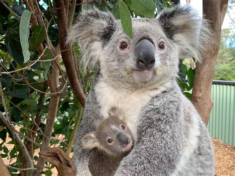 Australian Wildlife Park Announces First Baby Koala Born Since Bushfires