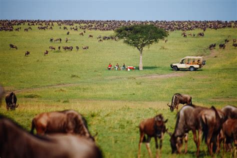 Kenya Travel Guide Everything You Need To Know For Your Kenyan Safari