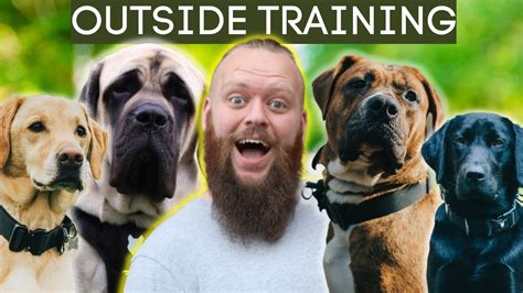 3 Dog Training Tips For Having Your Dog Outside Youtube