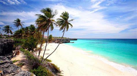Download Horizon Palm Tree Turquoise Ocean Tropical Barbados