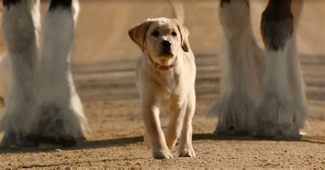 Budweiser Makes Inspirational Ad With Herd Of Beautiful Clydesdales And