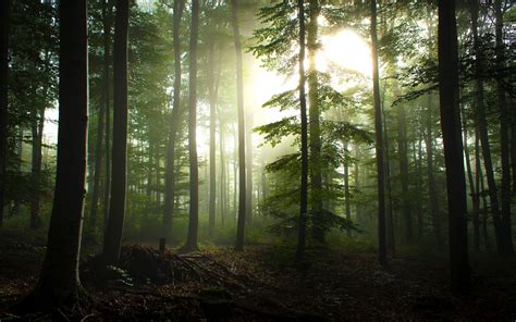 Achtergronden Bos Dennenbomen Bomen Natuur 2560x1600 Facktsenpai