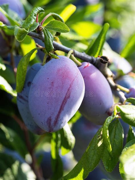 Ripe Plum Fruit Prunus Domestica On Branch Of Tree Fresh Bunch Of