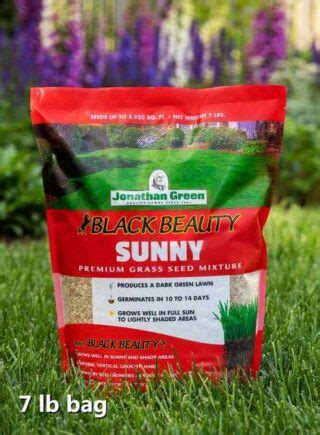 Black Beauty Sunny Grass Seed Jonathan Green