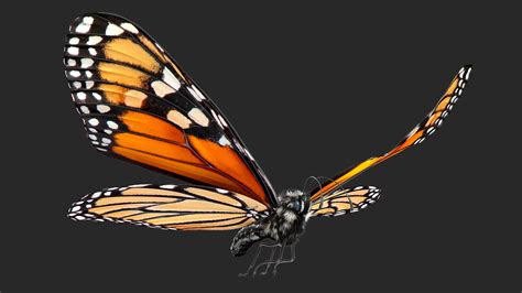 Flight Monarch Butterfly Fur 3d Model Turbosquid 1469615