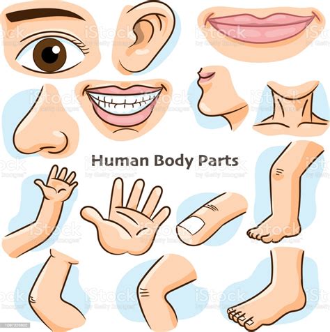 Human Body Parts Vector Illustration Stock Illustration