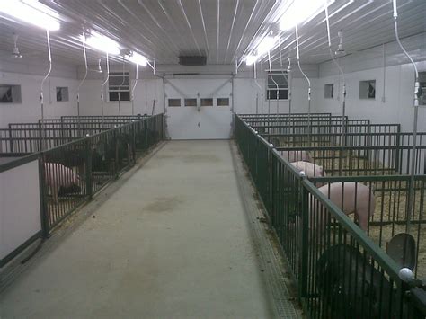 Show Pig Barn Idea Cattle Barn Pig Farming Livestock Barn