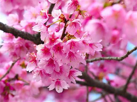 Wallpapers Cherry Flowers Wallpapers