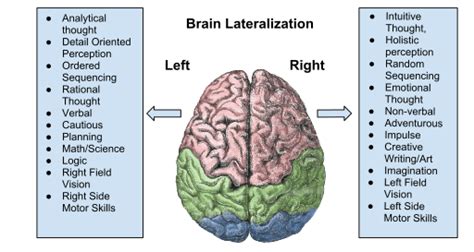 Difference Between Left And Right Brain Pediaacom