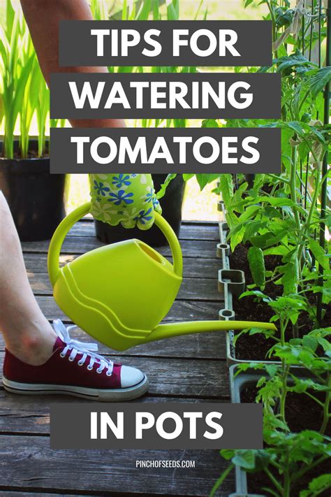 What is the proper spacing for tomato plants? Tips for watering tomatoes plants growing in pots | Tomato ...