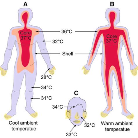 Pdf Human Body Temperature And New Approaches To Constructing