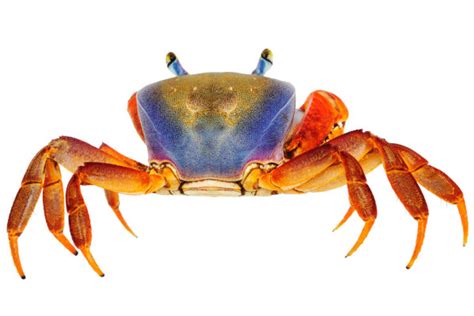 Rainbow Crab Stock Photos Royalty Free Rainbow Crab Images Depositphotos