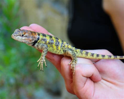 25 Lizards In Nevada Pictures And Identification