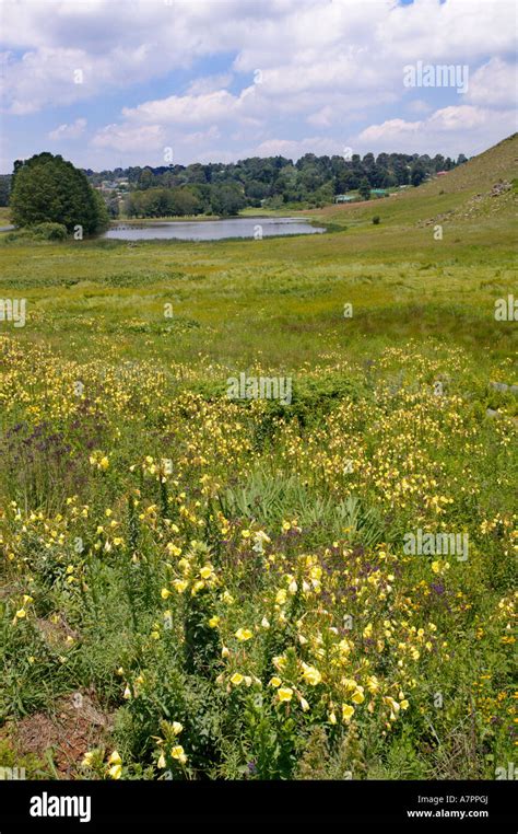A Scenic View Down A Lush Green Hillside With Wildflowers Towards A