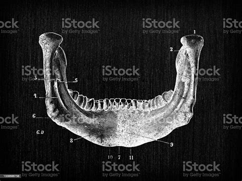 Antique Illustration Of Human Body Anatomy Bones Skull Mandible Lower
