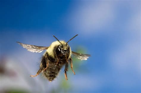 How Bees Fly Facts About How When And Why BeekeepingABC
