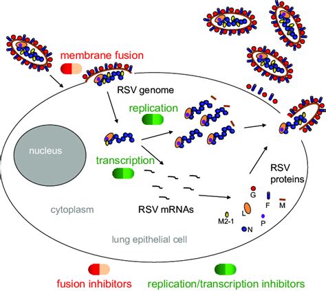 Rsv Replication Cycle Schematic Illustrating The Rsv Replication