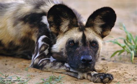 Latest Funny Pictures African Wild Dogs New Pictures