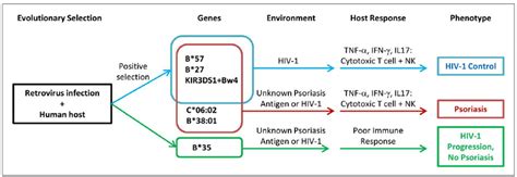 Proposed Model Of Relationship Between Psoriasis And Hiv 1 Control